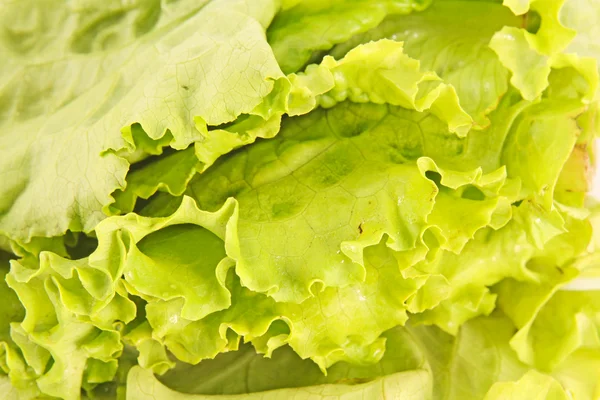 Svěží zelený salát salát detailní up — Stock fotografie