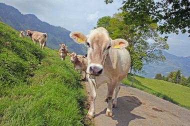 otlatma inek yakınındaki eigerswiss alps, İsviçre