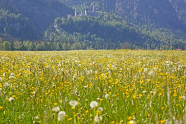 Neuschwanstein - Almanya'da Bavyera kalesi