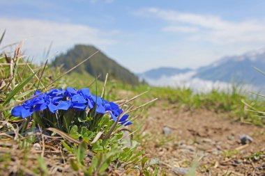 güzel manzara swiss Alps sans, İsviçre