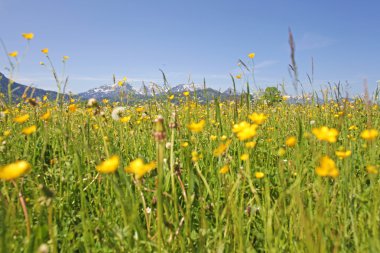 dandelions bahar Alpler, Bavyera, Almanya'nın yeni gelişen alanın doğal manzaralı.