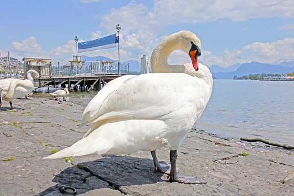 stock image Swans in Reuss River, Luzern (focus on swans)