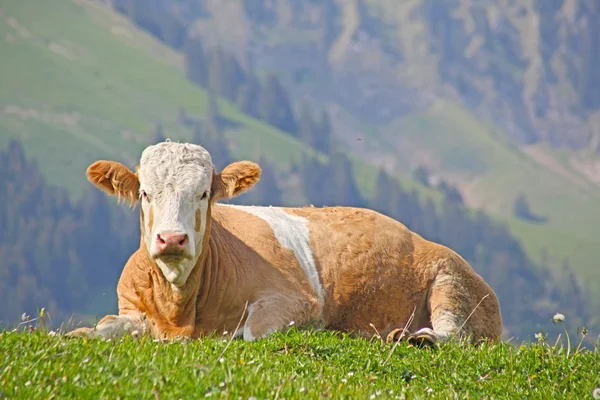 Weidende Kuh in der Nähe der eigerschweizer Alpen, Schweiz — Stockfoto