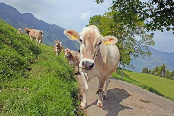 Vacca al pascolo vicino alle Alpi EigerSwiss, Svizzera — Foto Stock