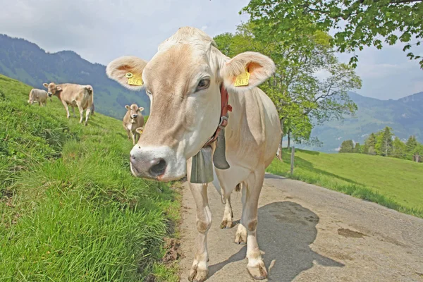 Weidende Kuh in der Nähe der eigerschweizer Alpen, Schweiz — Stockfoto