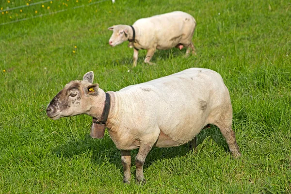 Owce stoi w polu czeka — Zdjęcie stockowe