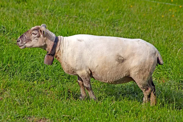 Вівці в полі чекають — стокове фото
