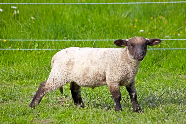 Moutons debout dans un champ d'attente — Photo