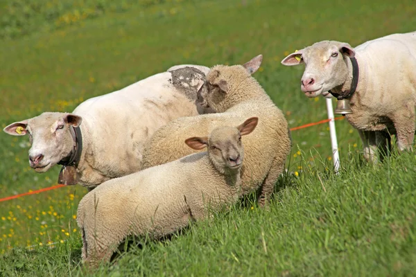 Owce stoi w polu czeka — Zdjęcie stockowe
