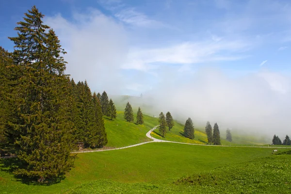 Foggy Mountain maisema Saksassa mänty puita — kuvapankkivalokuva