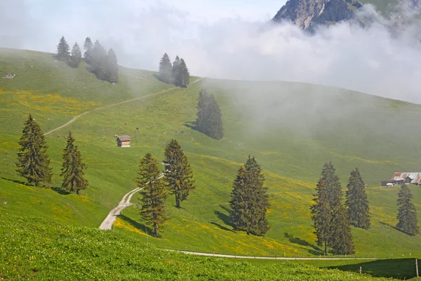 Туманний гірські пейзажі в Німеччині з соснами — стокове фото