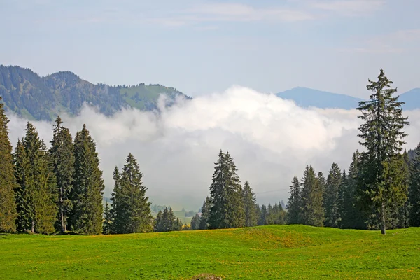 Ομίχλη ορεινό τοπίο στη Γερμανία με πεύκα — Φωτογραφία Αρχείου