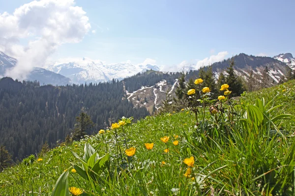 Vackra landskapet i schweiziska Alperna nära sans, Schweiz — Stockfoto