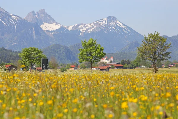 Scenic view with blossoming field of dandelions in Alps, Bavaria, Germany in spring. — Stock Photo, Image