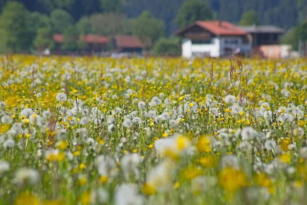 Village moderne en Bavière dans la fleur de printemps — Photo