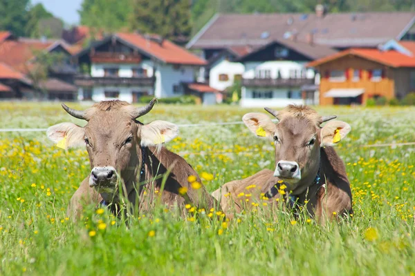 Nieuwsgierig koeien grazen op de weide in Zuid-Beieren, Duitsland — Stockfoto