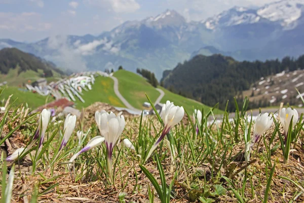 Ландшафт Швейцарских Альп вблизи Санс, Швейцария — стоковое фото
