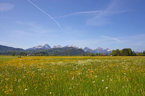 Vue panoramique avec champ florissant de pissenlits dans les Alpes, Bavière, Allemagne au printemps . — Photo