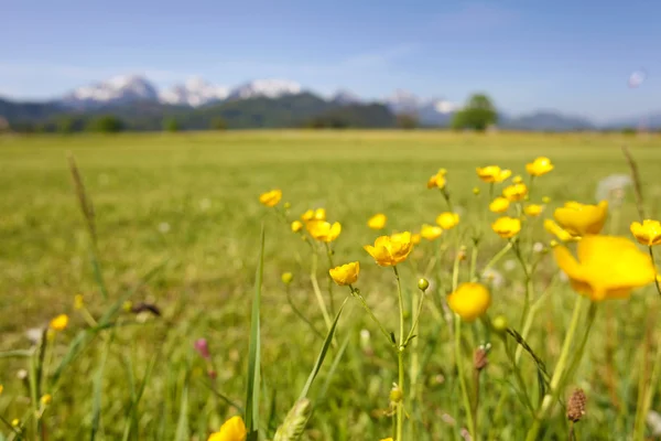 Сценический вид с цветущим полем одуванчиков в Альпах, Бавария, Германия весной . — стоковое фото