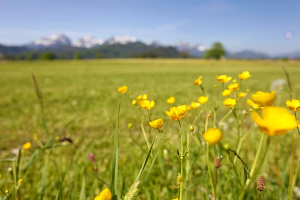 Dandelions bahar Alpler, Bavyera, Almanya'nın yeni gelişen alanın doğal manzaralı. — Stok fotoğraf