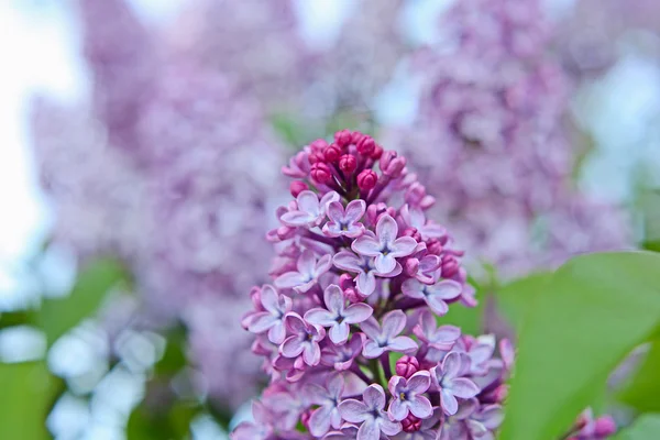 Ароматные лиловые цветы, мелкая глубина резкости — стоковое фото