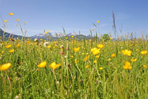 stock image Scenic view with blossoming field of dandelions in Alps, Bavaria, Germany in spring.