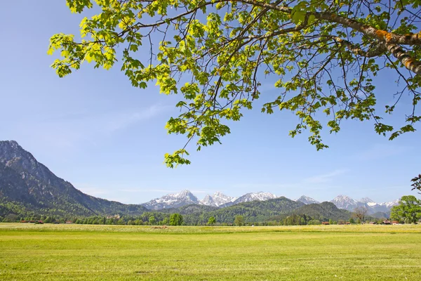 Scenic view with blossoming field of dandelions in Alps, Bavaria, Germany in spring. — Stock Photo, Image