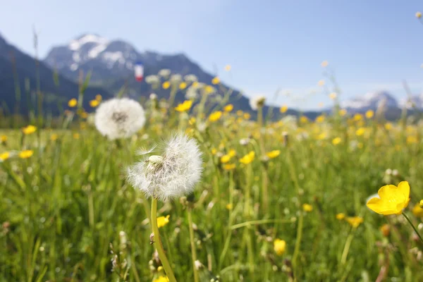 Vista panorámica con campo floreciente de dientes de león en los Alpes, Baviera, Alemania en primavera . — Foto de Stock