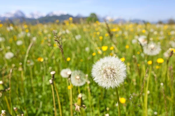 春のアルプス バイエルンは、ドイツにおけるたんぽぽ類の開花のフィールドを持つ風光明媚なビュー. — ストック写真
