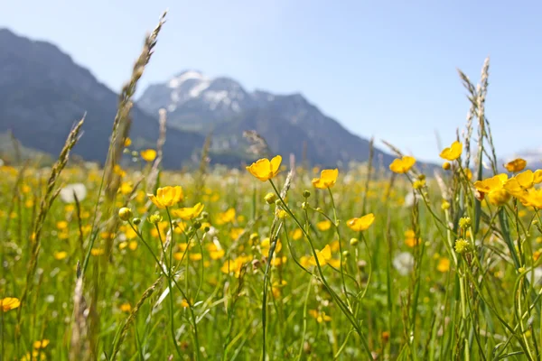 stock image Scenic view with blossoming field of dandelions in Alps, Bavaria, Germany in spring.