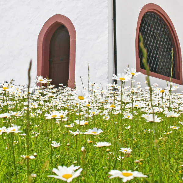 Stěny kaple s heřmánkem pole, Alpy, Švýcarsko — Stock fotografie