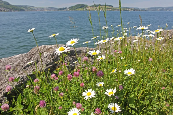 Camomile flowers near a lake in the mountains — Stock Photo, Image