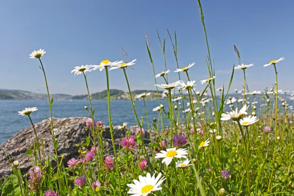 Kwiaty rumianku w pobliżu jezioro w górach — Zdjęcie stockowe