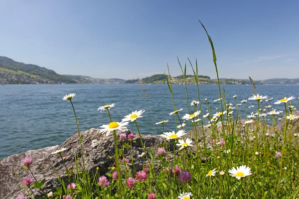 Kamille bloemen in de buurt van een meer in de bergen — Stockfoto