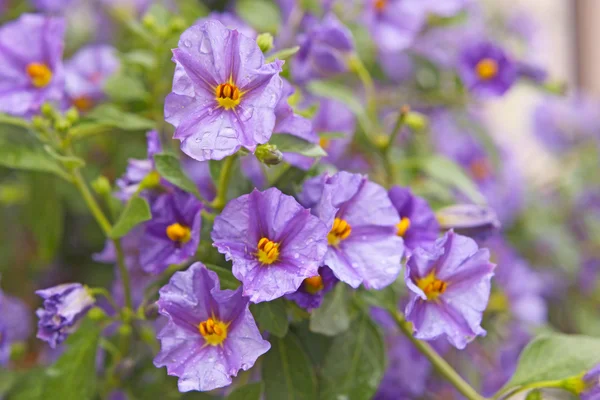 美しい紫色の花に水をドロップします。 — ストック写真