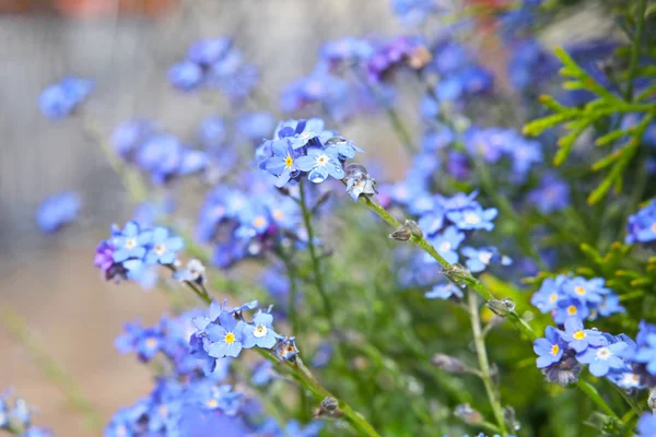 Damla su ile güzel bir mavi çiçek — Stok fotoğraf