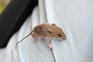 schattig bosmuis zittend op achterpoten