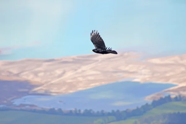 Fekete madár repül a bajor Alpokban — Stock Fotó
