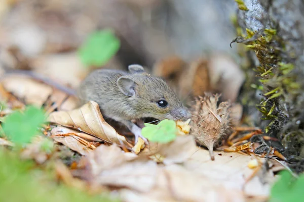 Bonito mouse de madeira sentado nas pernas traseiras — Fotografia de Stock