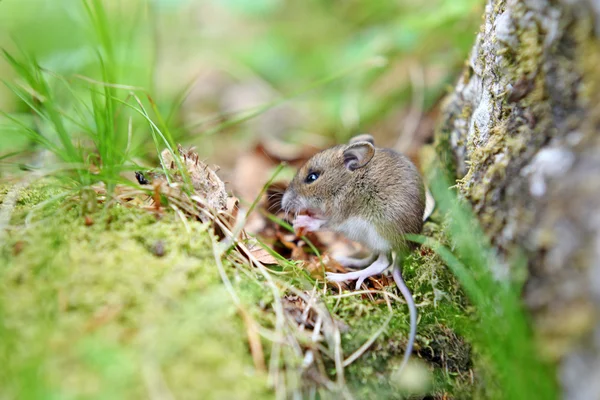 Cute wood mouse sitting on hind legs — Stock Photo, Image