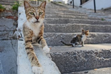 Gri kedi istanbul sokakları, Türkiye'de alınan