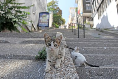 Gri kedi istanbul sokakları, Türkiye'de alınan