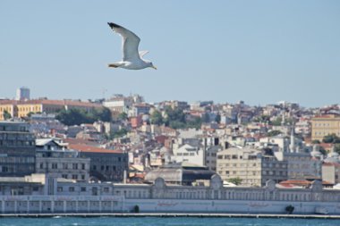 martı tarafından çevrili, boğaz tekne