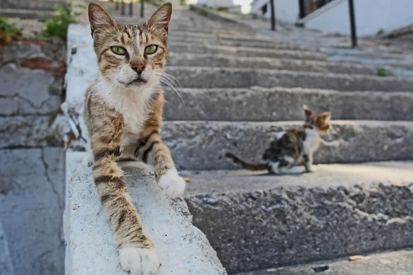 Graue Katze auf den Straßen Istanbuls, Truthahn — Stockfoto