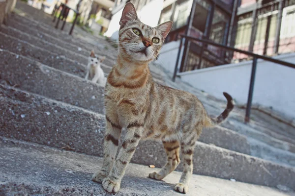 Graue Katze auf den Straßen Istanbuls, Truthahn — Stockfoto