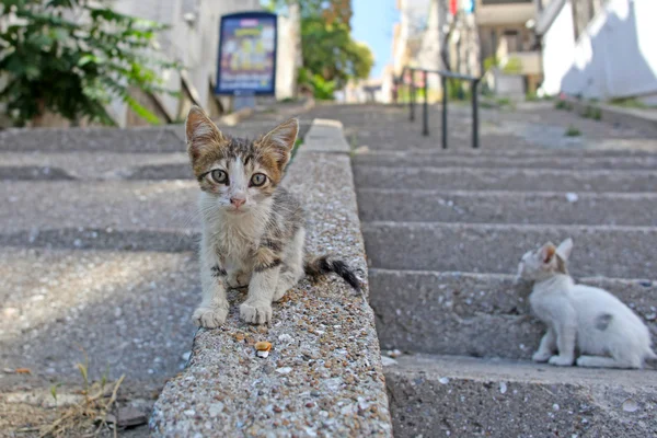 Graue Katze auf den Straßen Istanbuls, Truthahn — Stockfoto