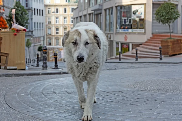 Cão nas ruas antigas de Galata, Istambul,. Turquia — Fotografia de Stock