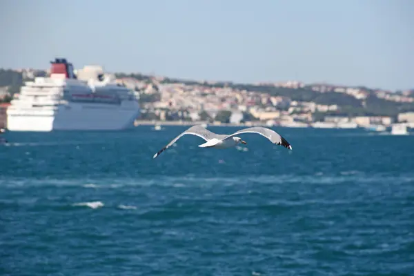 Lüks cruise gemi, İstanbul Boğazı, istanbul — Stok fotoğraf