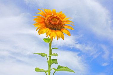 Beautiful sunflowers in the field with bright blue sky with clouds clipart