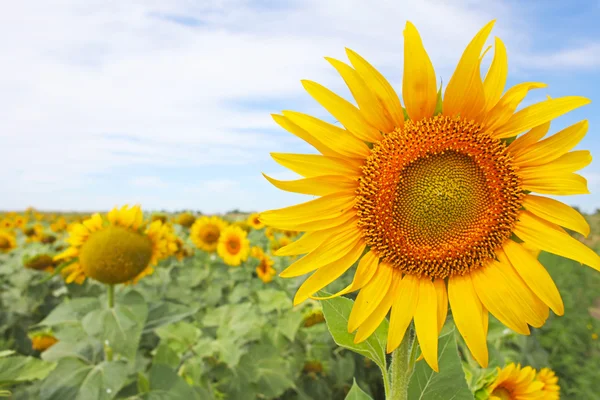Vackra solrosor på fältet i sommar — Stockfoto